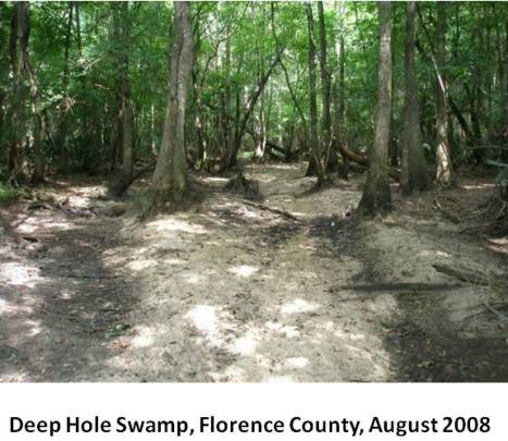 Deep Hole Swamp
