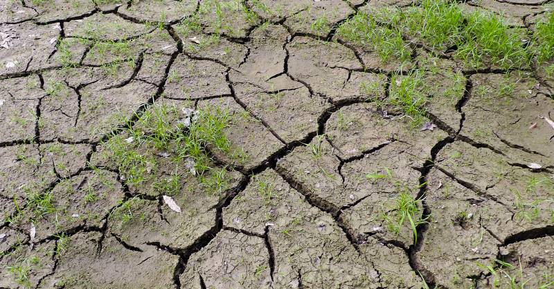 Cracked clay in dry pond bed.